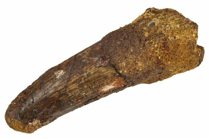 Fossil Spinosaurus Tooth - Real Dinosaur Tooth #344583